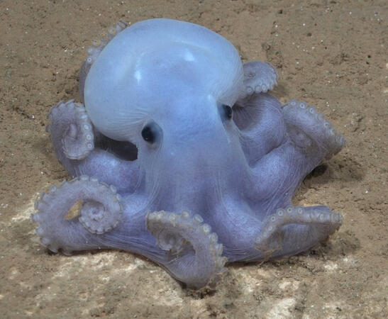 octopi